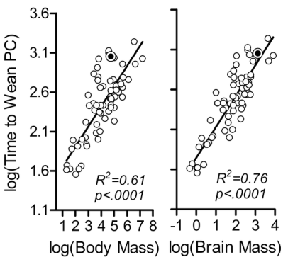 Relationship between brain size and length until weaning