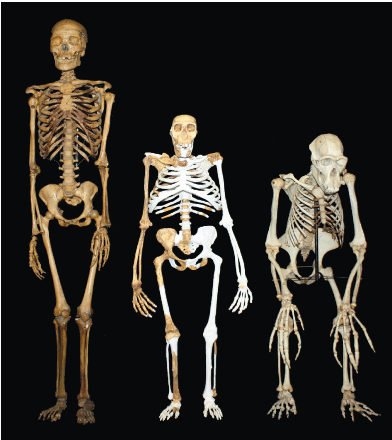 A modern human (left); sediba (middle) and chimp (right)