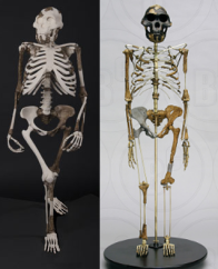 Cleveland's reconstruction of Lucy (left) and BoneClone's reconstruction of Lucy (right)