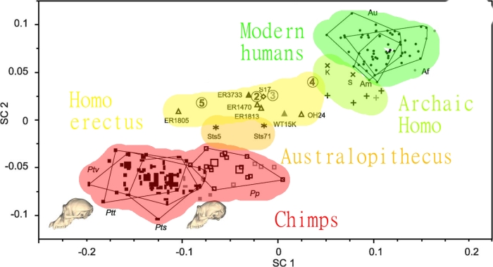 The X axis is face size, from chimp-like (left) to human-like (right). The Y axis is brain size, from chimp-like (bottom) to human-like (top)