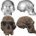 Complete Homo habilis skull "discovered"