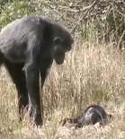 Chimpanzee grief? An adult stands over a recently deceased child 